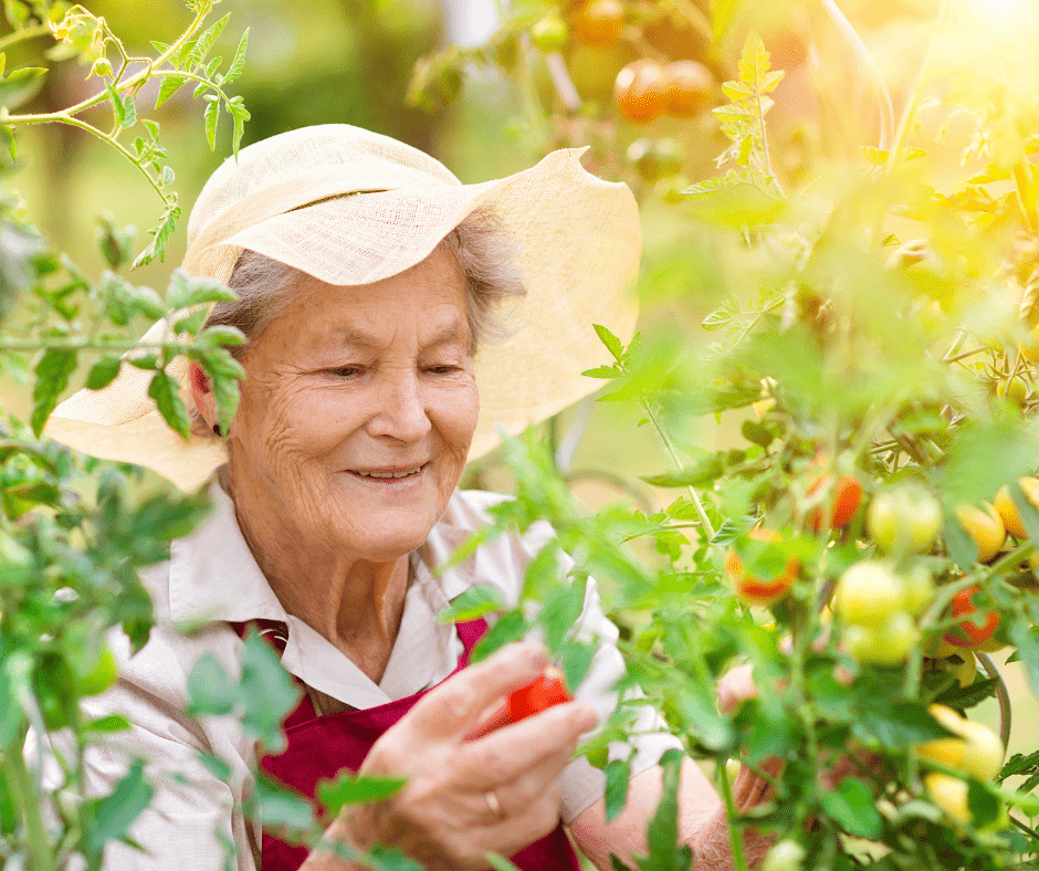 Senior woman gardening with white gardening hat on
